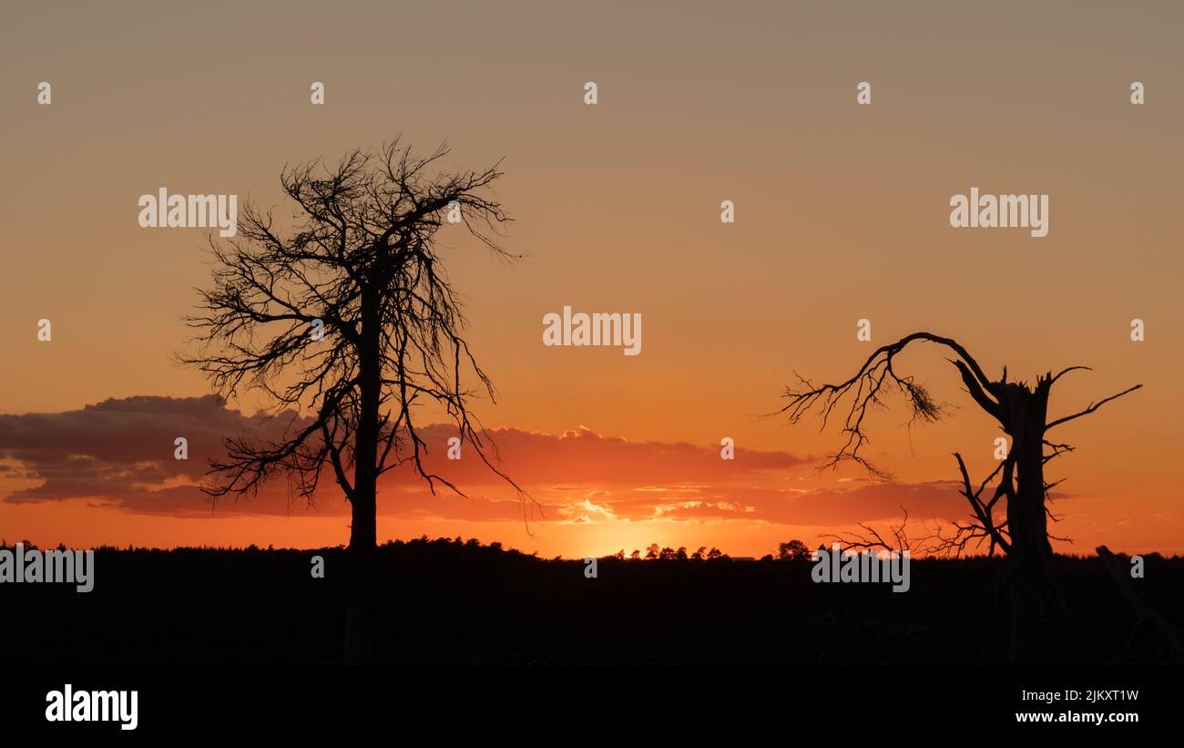 Eine wunderschöne Silhouette von Bäumen unter einem orangefarbenen Himmel bei Sonnenaufgang Stockfoto