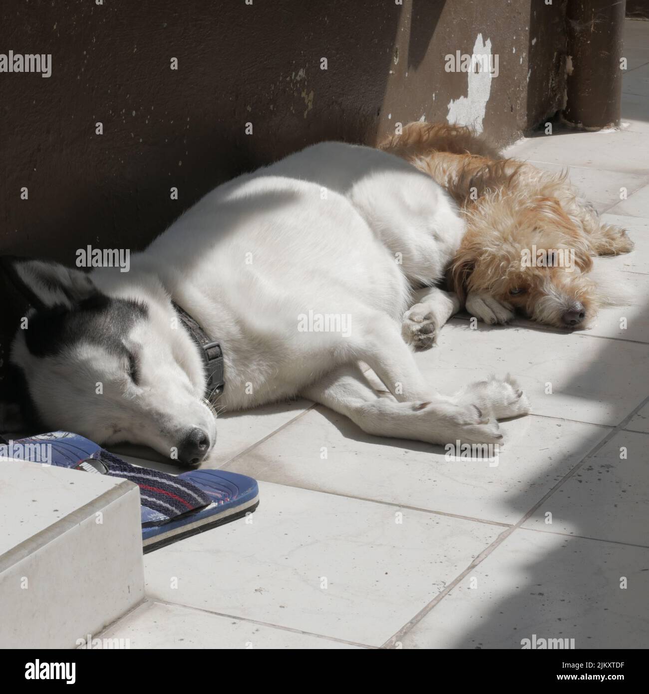 Eine schöne Aufnahme von zwei Haustierhunden, die im Sonnenlicht durch eine braune Wand auf dem Boden schlafen Stockfoto