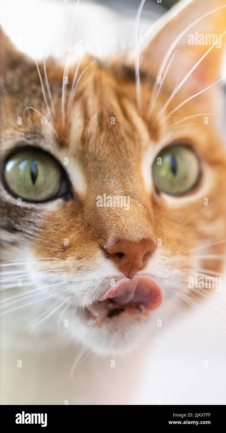 Eine Nahaufnahme einer Katze, die ihre Whisker leckt Stockfoto