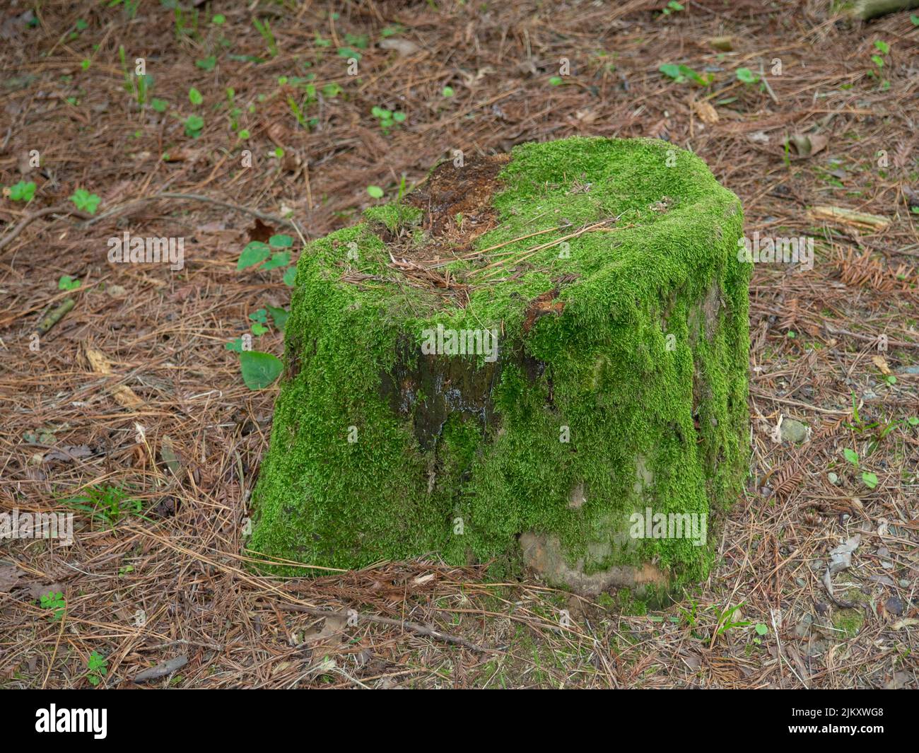 Stumpf aus einem gesägten Baum in Moos. Alter Schnittbaum. Verrottender Stumpf. Naturpark. Botanischer Garten Stockfoto