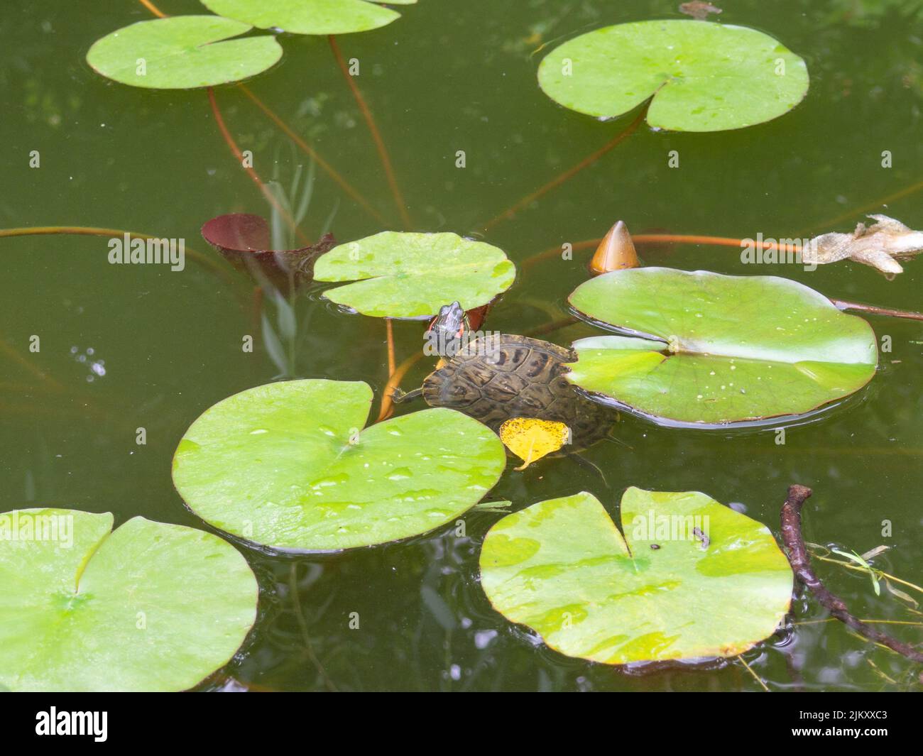 Wasserschildkröte im Wasser. Teichschieber. Seerosen im Teich. Grünes Wasser. Tierwelt Stockfoto