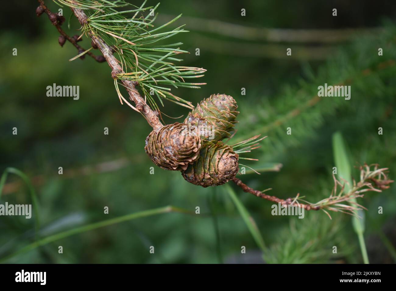 Kegel auf einer europäischen Lärche (Larix Dischidua). Stockfoto