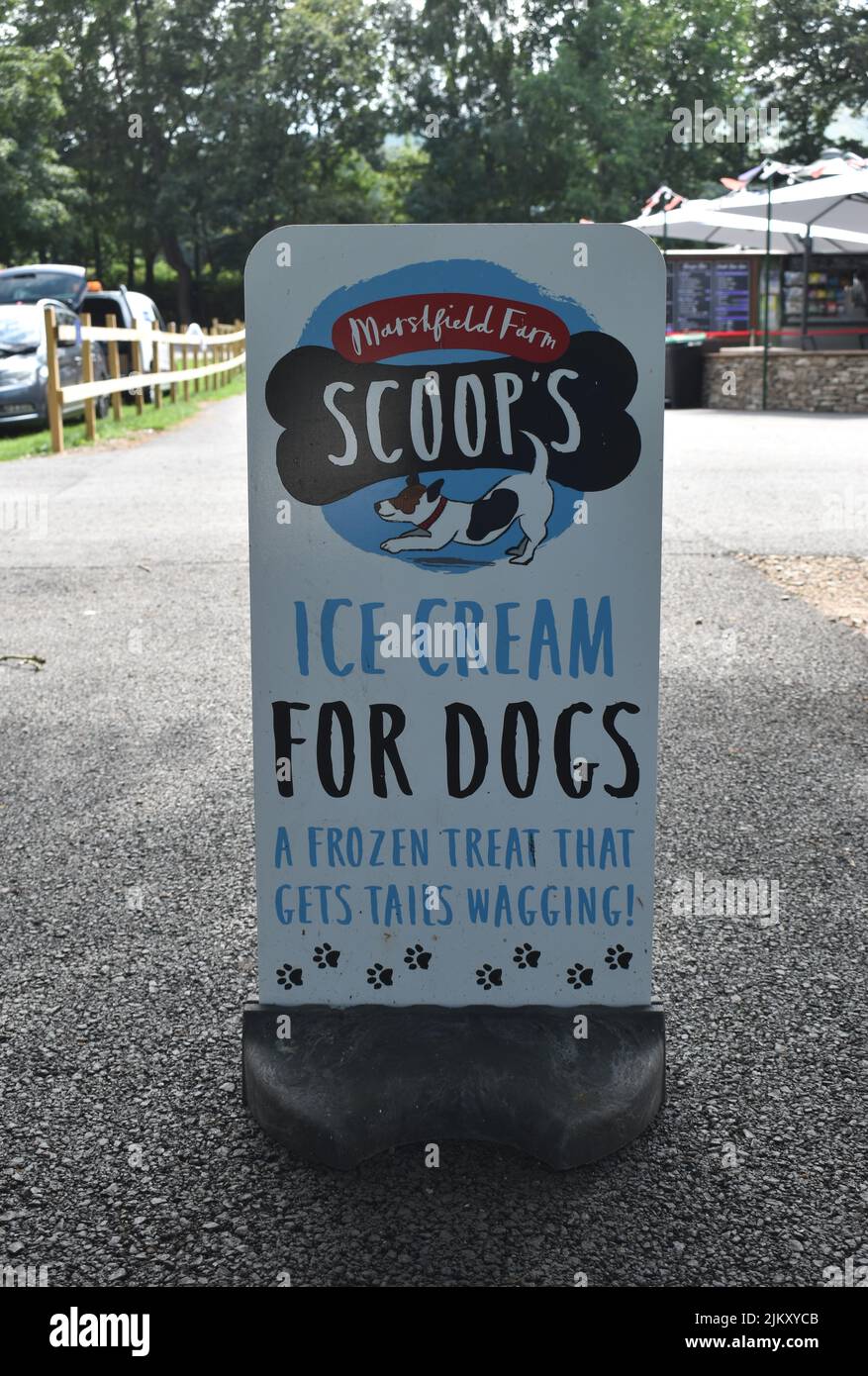 Ein Werbespot für Eiscreme für Hunde: „Ein gefrorenes Leckerbissen, bei dem die Schwänze wackeln!“ Stockfoto