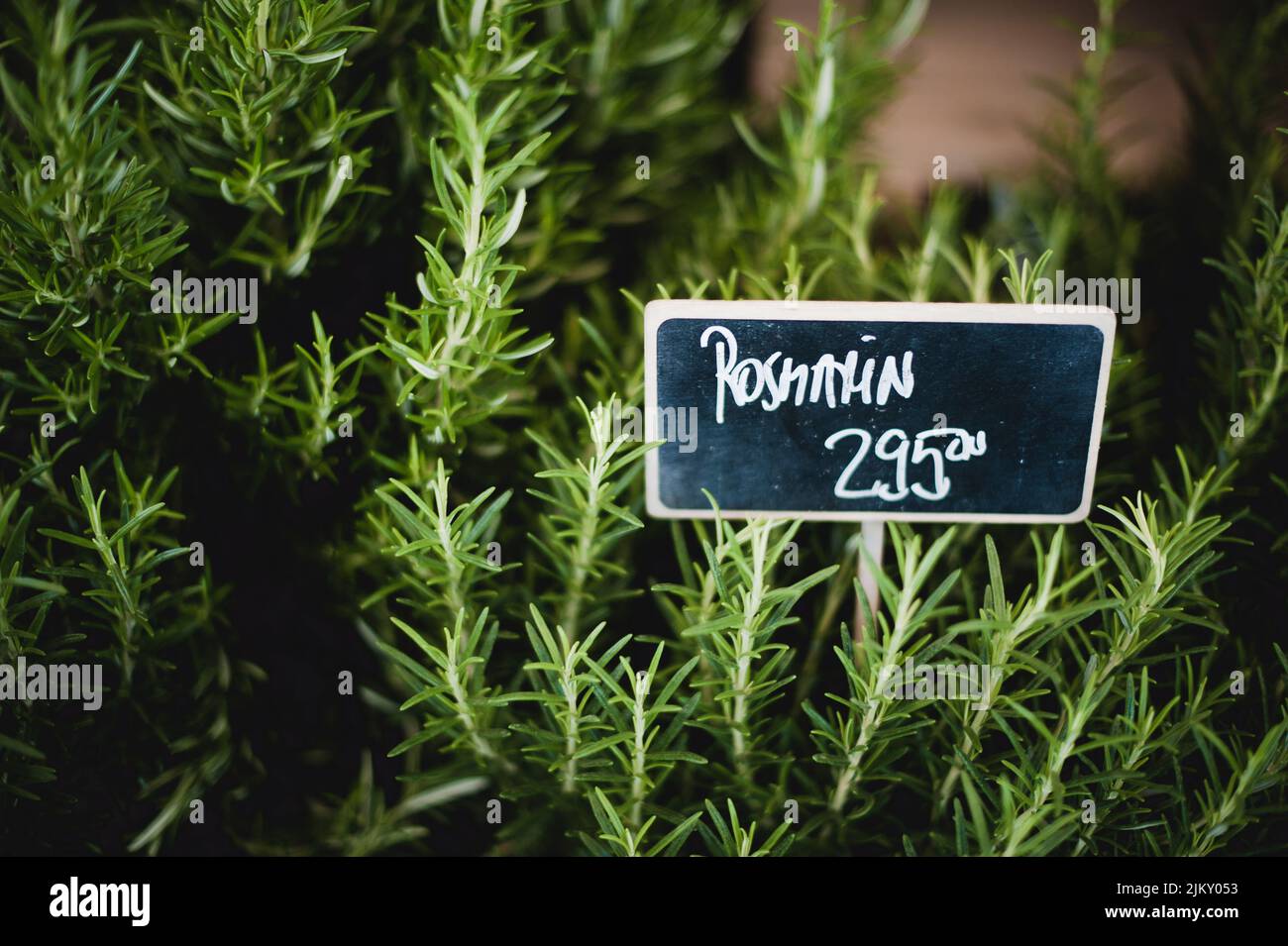 Eine Nahaufnahme von wachsenden Rosmarinpflanzen auf dem Markt Stockfoto