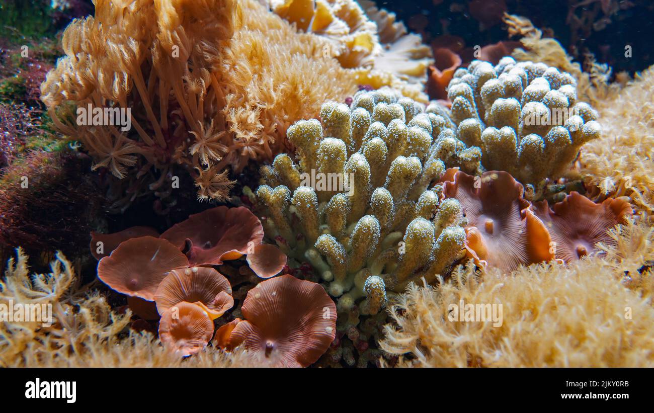 Bunte Korallen unter Wasser Stockfoto