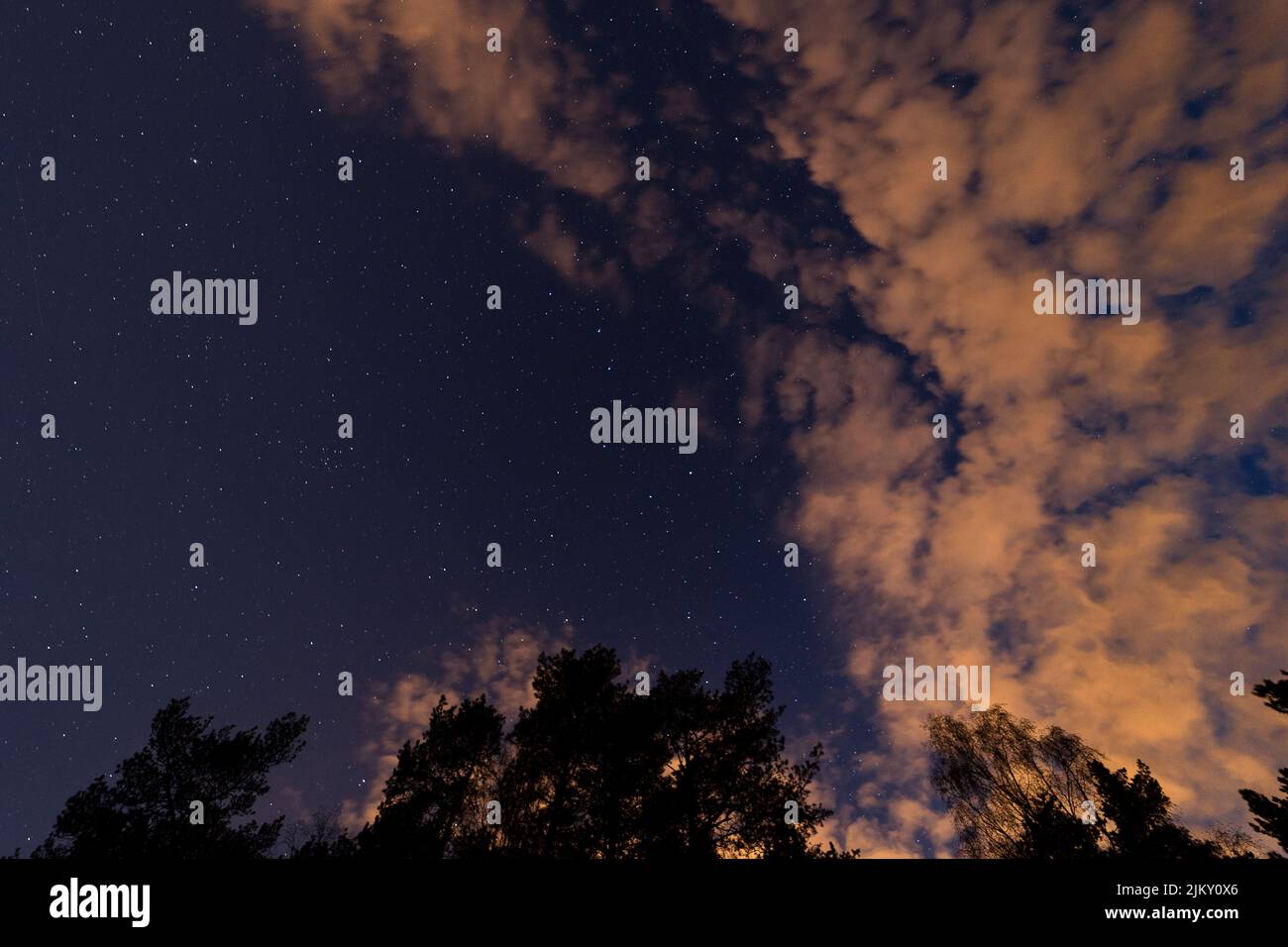Ein niedriger Winkel der Spitzen der Bäume gegen einen wolkigen und sternenklaren Nachthimmel Stockfoto