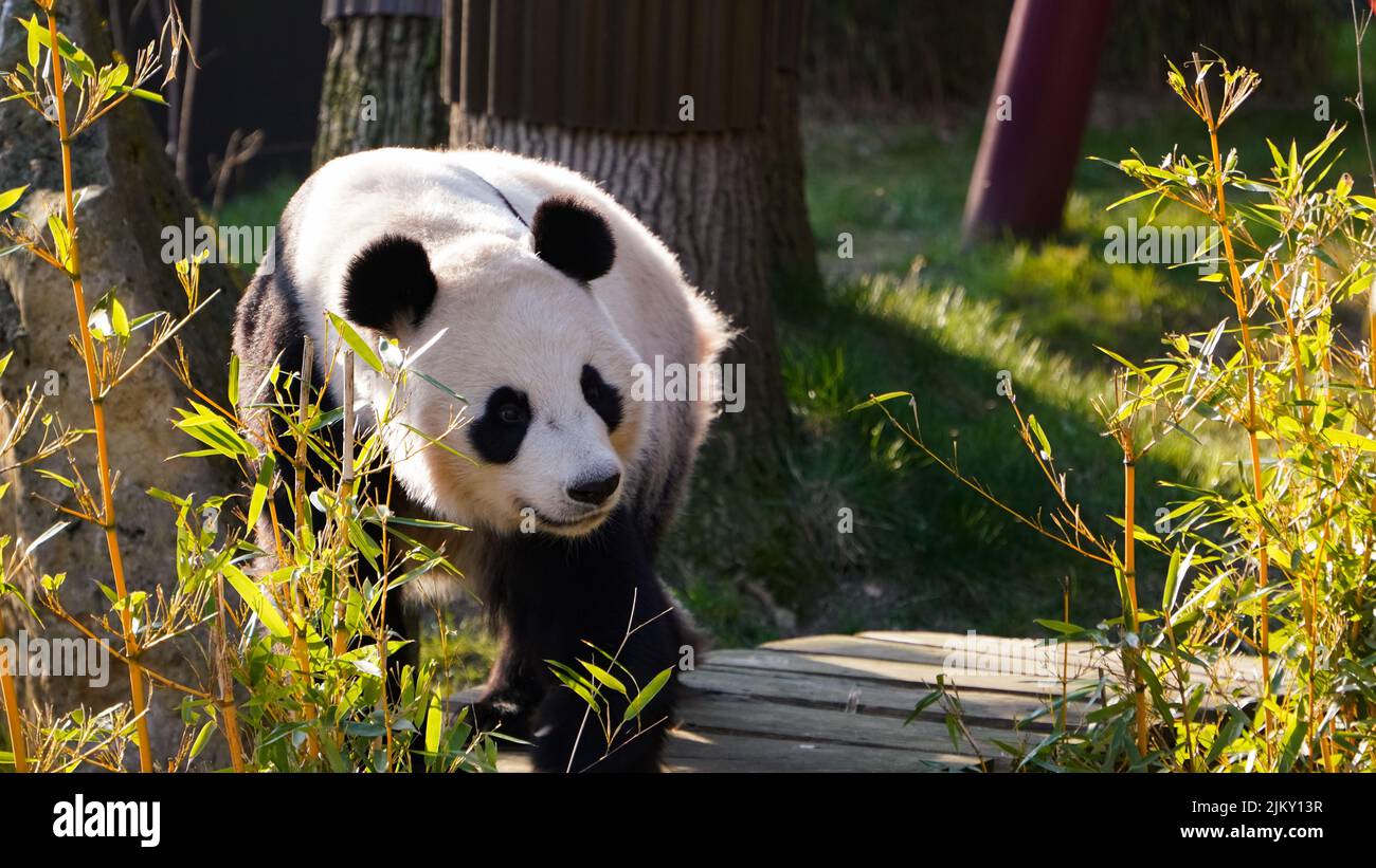 Niedlicher riesiger Pandabär, der in einem Zoo spazierengeht Stockfoto