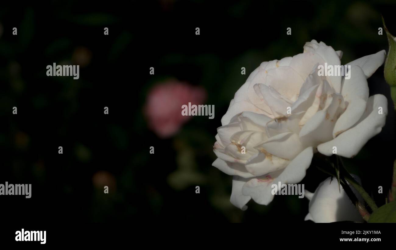 Ein selektiver Fokus einer weißen Aspirin-Rose im Garten Stockfoto