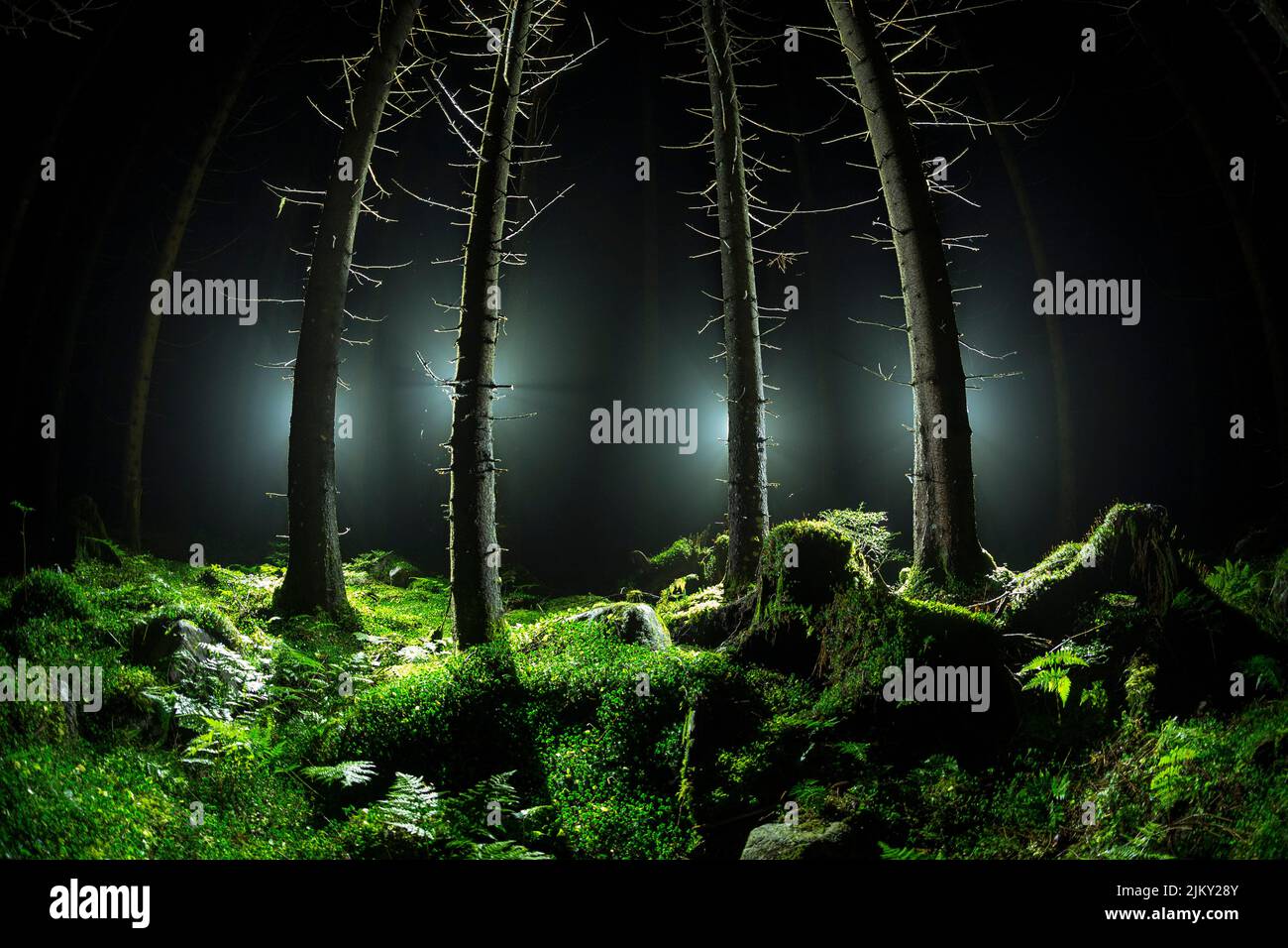 Eine Fischauge-Aufnahme von Bäumen und Gras, die im Dunkeln von hinten beleuchtet werden Stockfoto