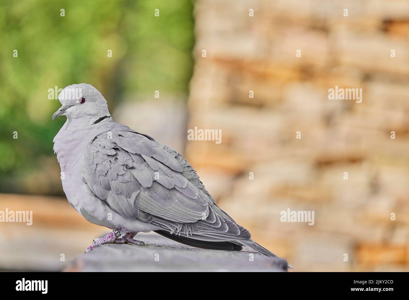 Eine Nahaufnahme einer grauen Taube, die auf einem Stein auf einem verschwommenen Hintergrund thront Stockfoto