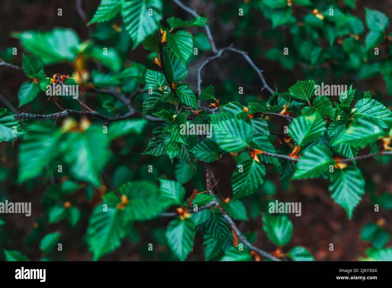 Verträumt floralen Hintergrund, Soft-Fokus-Foto von einem grünen Blätter, erstaunliche Natur der Frühjahrssaison. Das Bild ist besonders perfekt für eine verträumte bringen Stockfoto