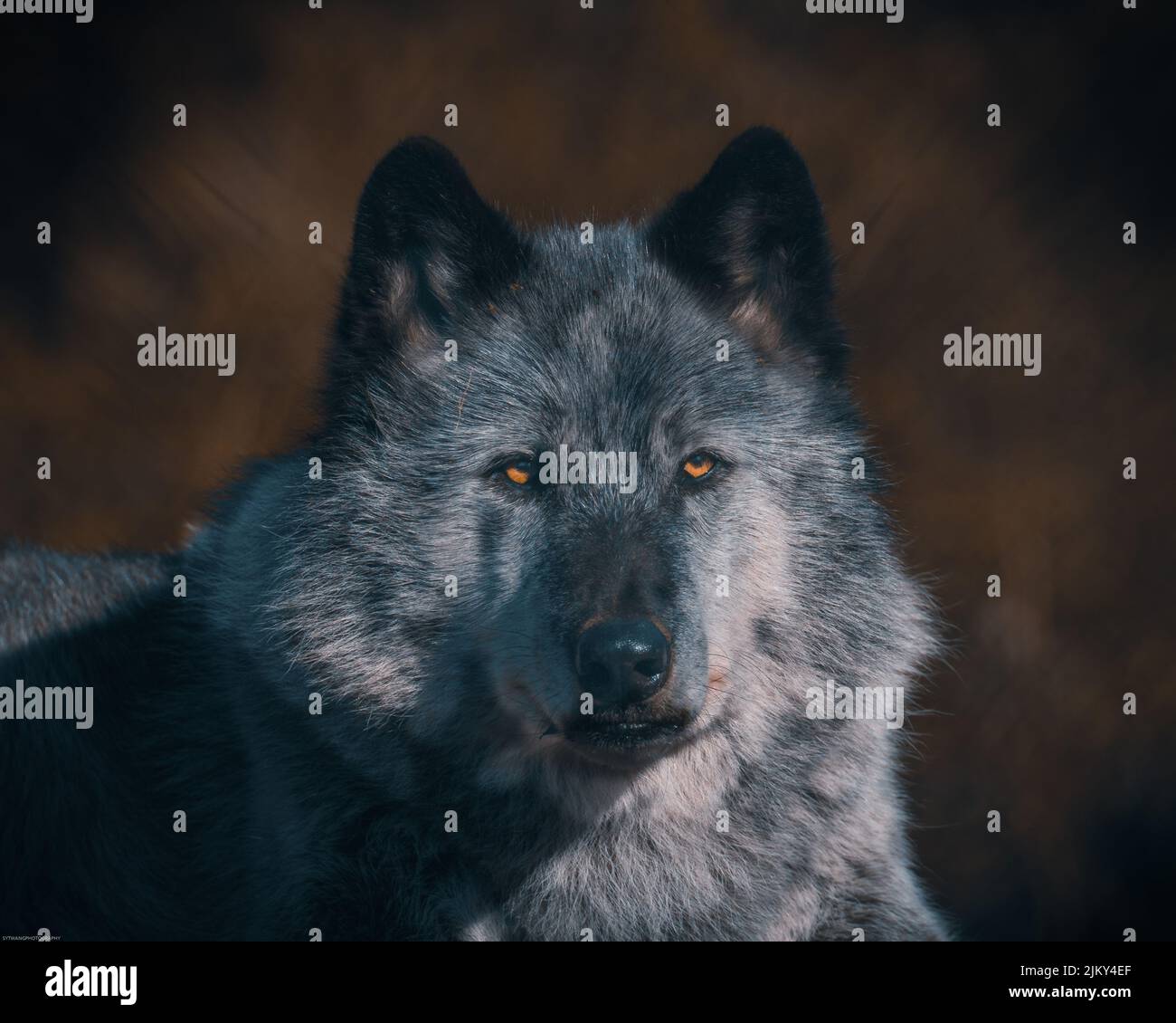 Nahaufnahme eines schwarzen kanadischen Wolfes auf unscharfem Hintergrund Stockfoto