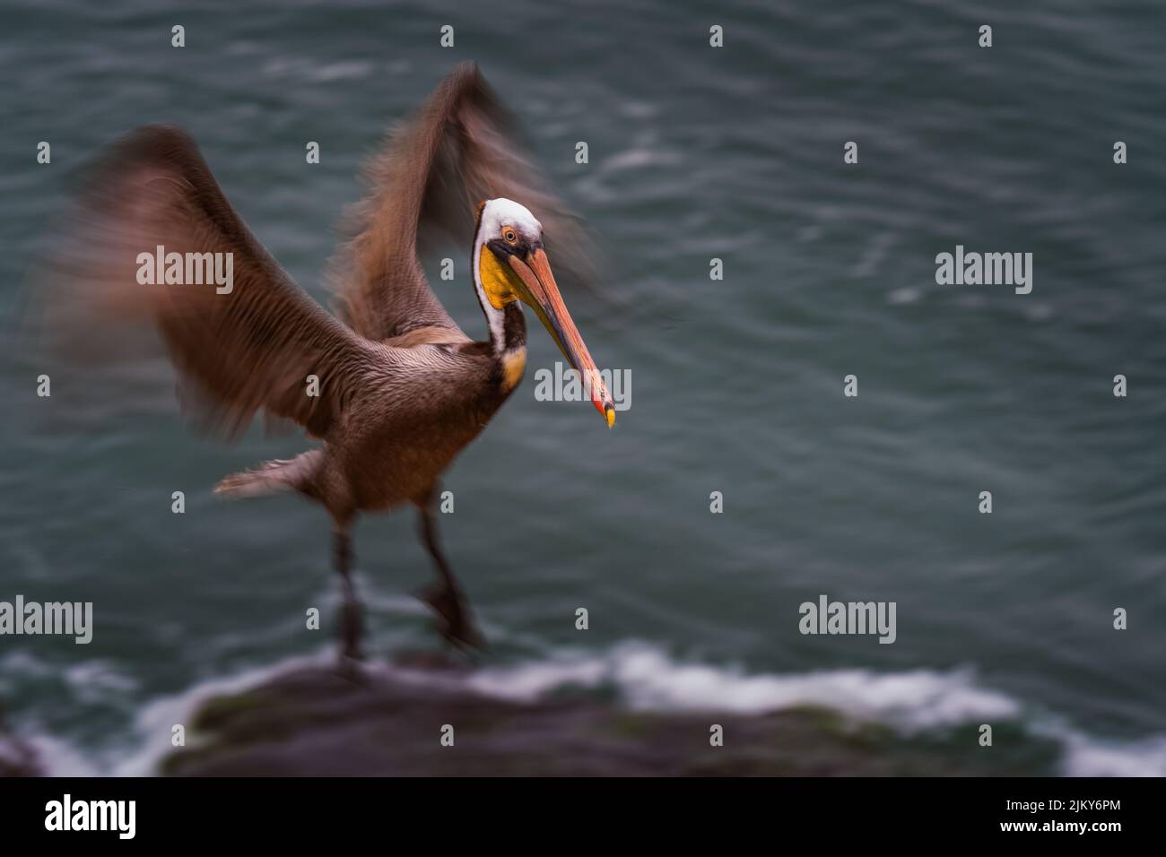 EIN BRAUNER PELIKAN, DER AUF DEM FELSEN AN DER KÜSTE IN LA JOLLA, KALIFORNIEN, LANDET, MIT VERSCHWOMMENEM FLÜGELKÖRPER UND HINTERGRUND Stockfoto