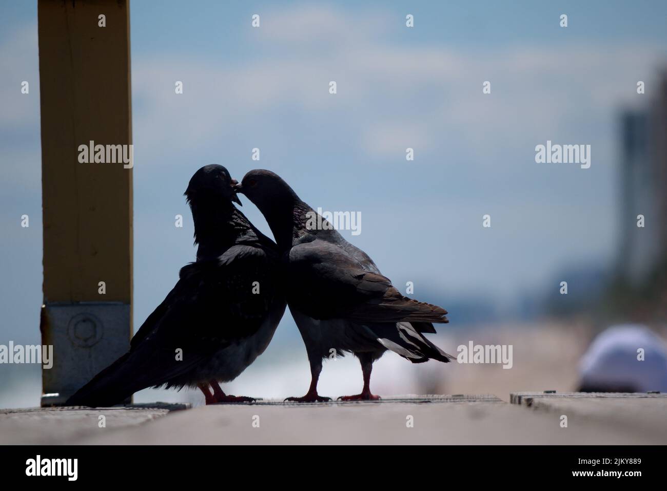 Eine Nahaufnahme von Felstauben auf dem verschwommenen Hintergrund Stockfoto