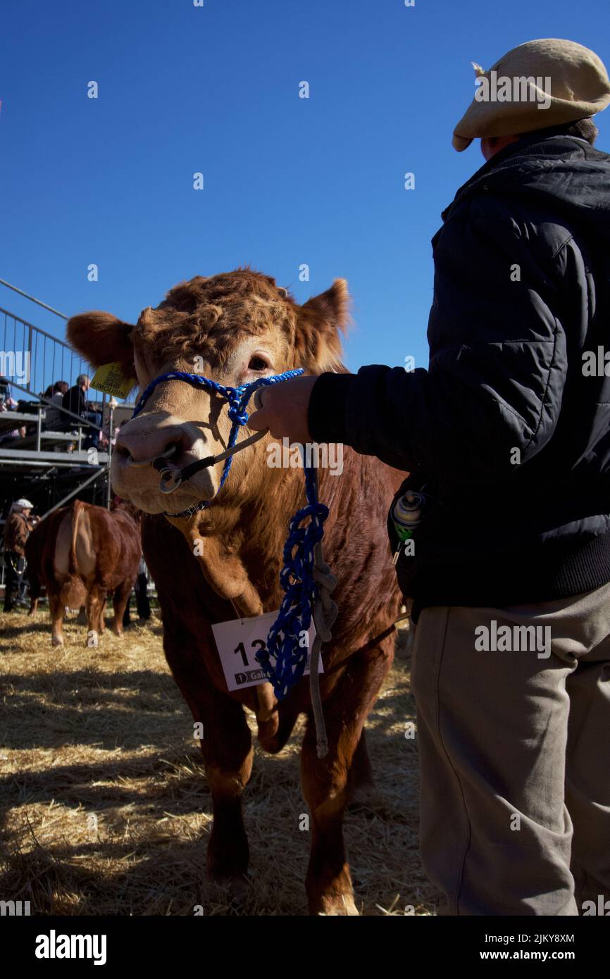 Bull Hereford bereit für die Ausstellung in la Rural. Buenos Aires, Argentinien. Stockfoto