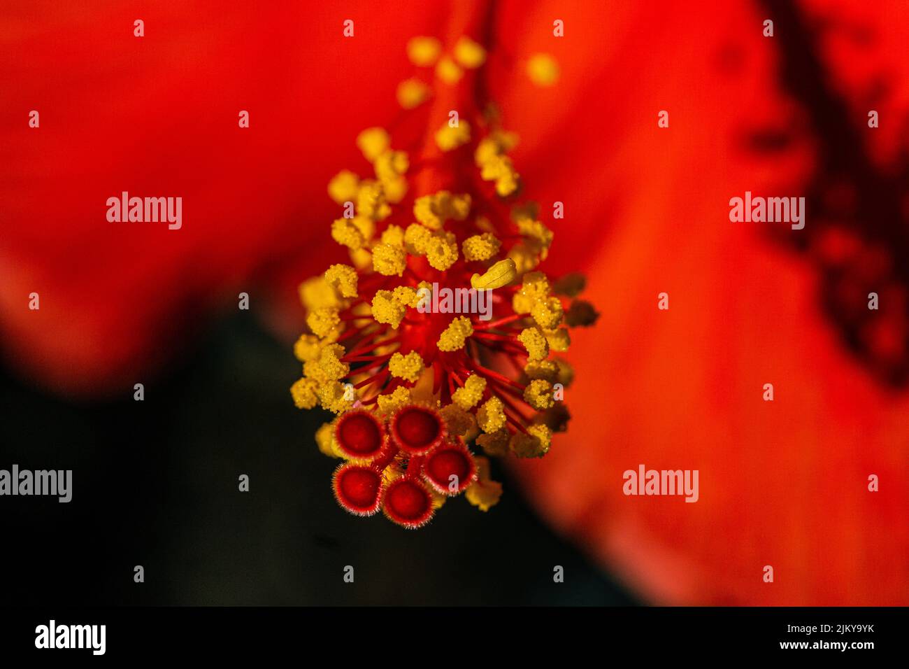 Eine Nahaufnahme einer schönen roten Hibiskusblüte an einem sonnigen Tag Stockfoto