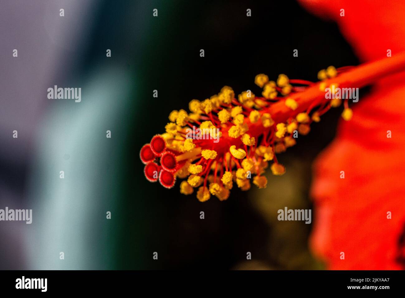 Eine Nahaufnahme einer schönen roten Hibiskusblüte an einem sonnigen Tag Stockfoto