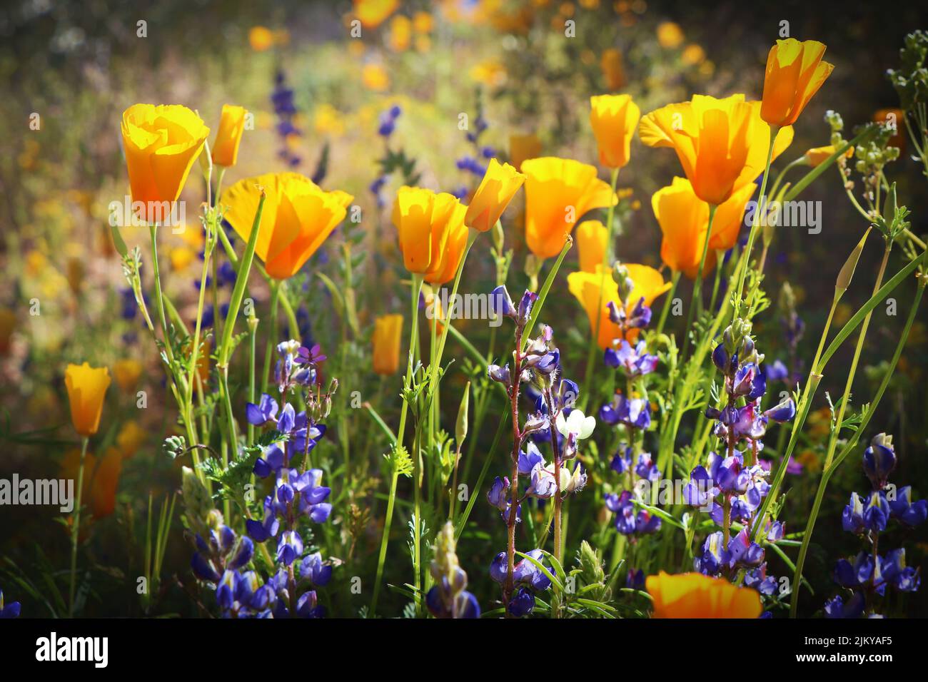 Eine selektive Fokusaufnahme von kalifornischen Mohnblumen und Bluebells auf dem Feld Stockfoto