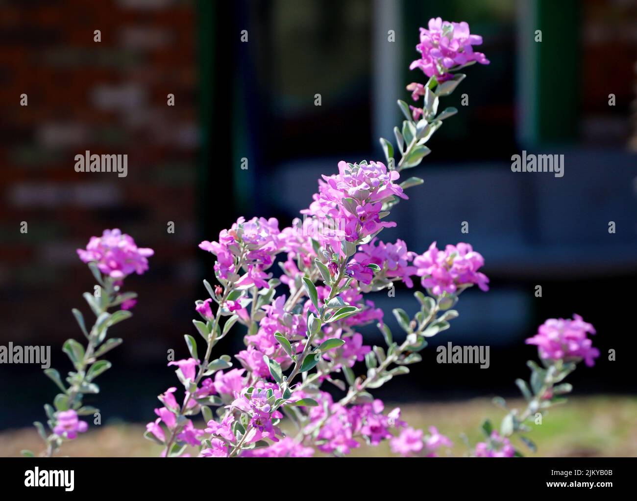 Eine Nahaufnahme von leuchtend violetten Rhododendronblüten (Rhododendron Ledebour) an einem sonnigen Tag Stockfoto