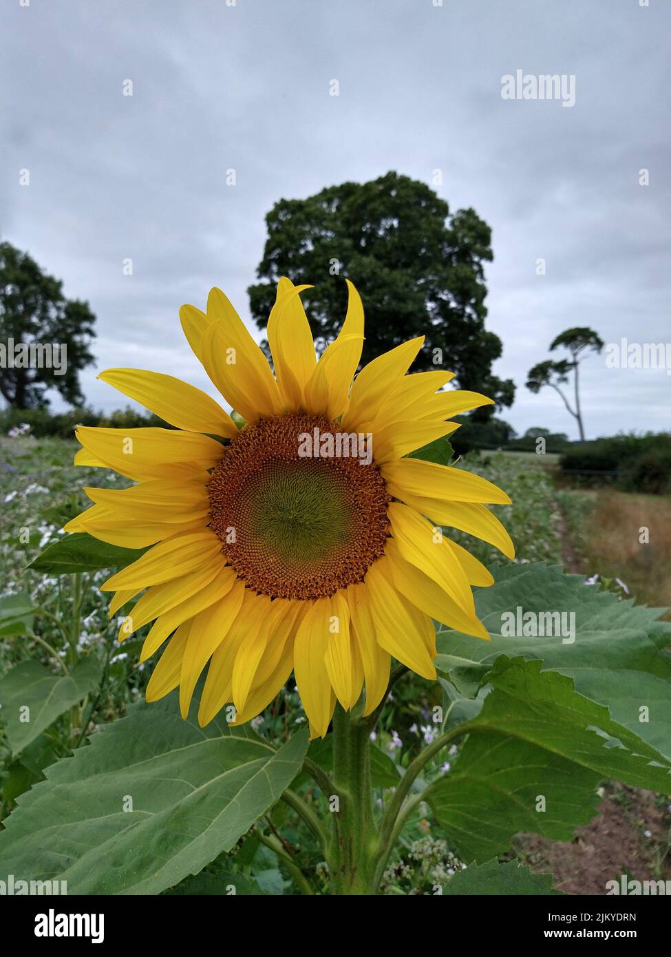 Eine Selektion einer Sonnenblume in einem Feld Stockfoto