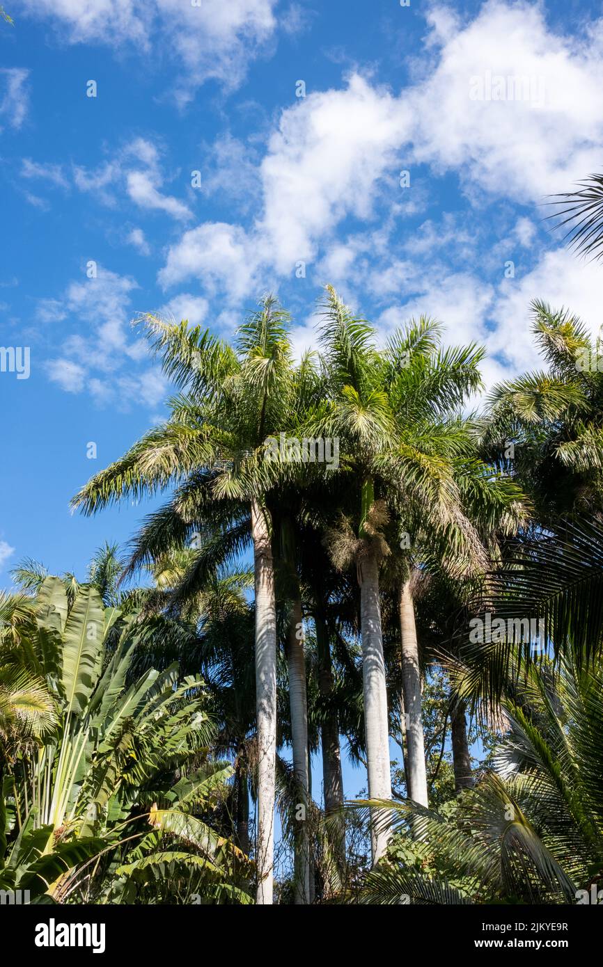 Eine Aufnahme von Palmen aus tiefem Winkel gegen den blau bewölkten Himmel Stockfoto