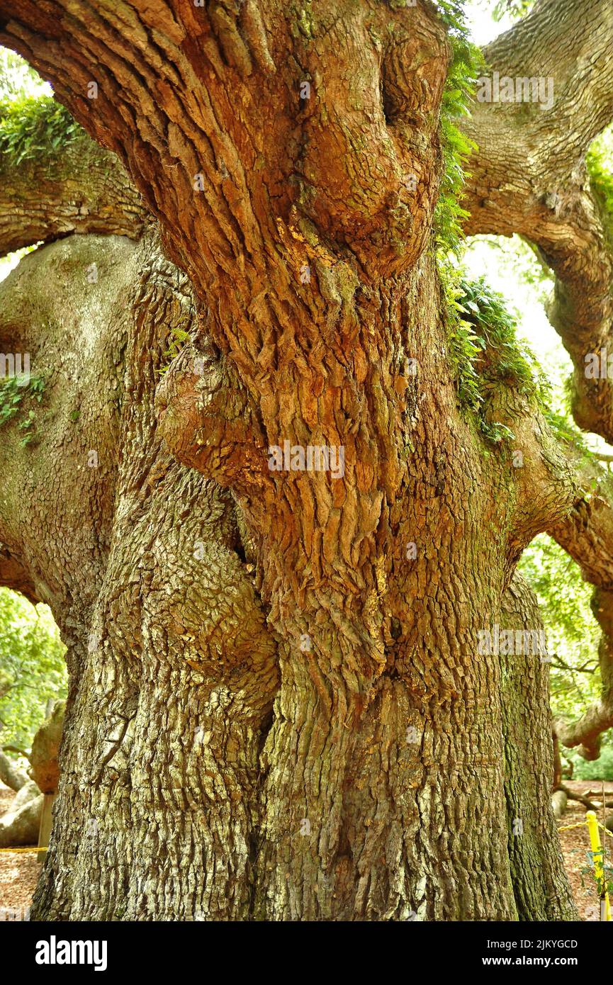 Eine vertikale Aufnahme einer großen Engeleiche in einem Park in Charleston, South Carolina Stockfoto