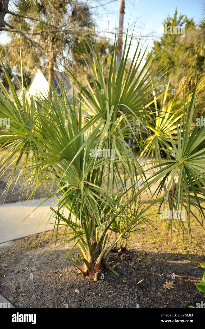 Eine schöne Aufnahme eines jungen sabal Palmetto, der an einem schönen sonnigen Tag im Vorgarten des Hauses gepflanzt wurde Stockfoto