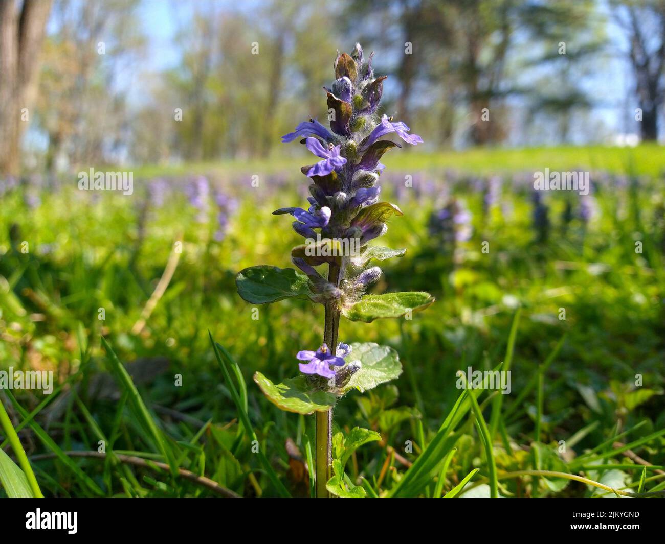 Eine Nahaufnahme von purpurnen Ajuga reptans auf einem Gras Stockfoto