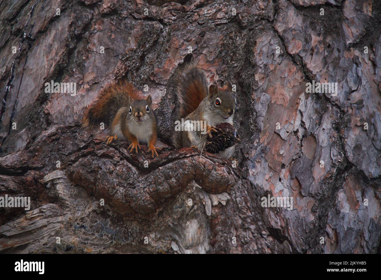 Eine Nahaufnahme von zwei roten Eichhörnchen, die auf einem Zweig einer Kiefer thront Stockfoto
