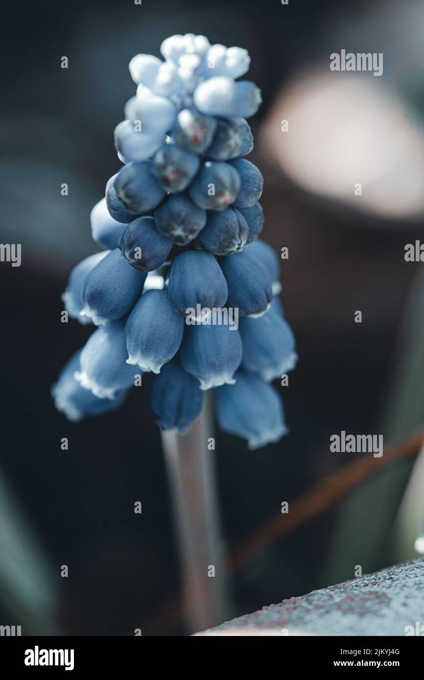 Eine vertikale Aufnahme eines wunderschönen Muscari-vernachlässectum-Planeten Stockfoto