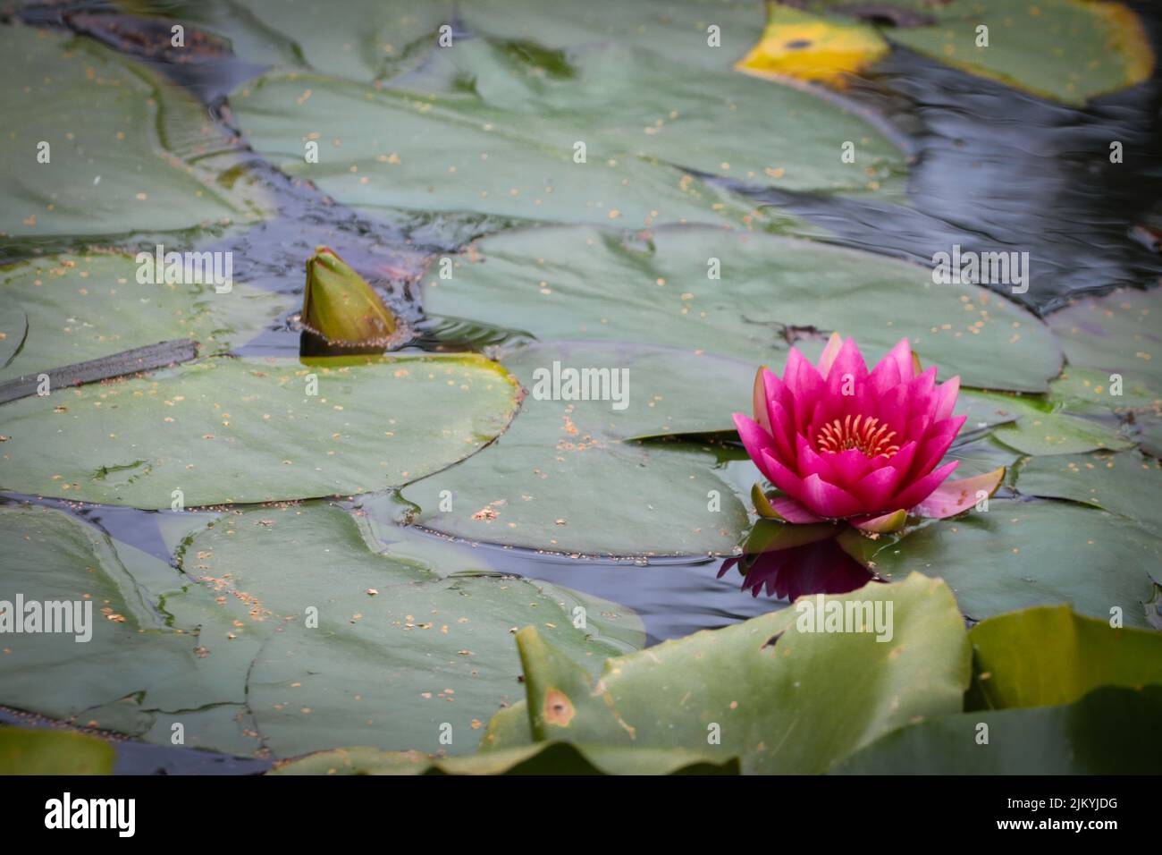 Eine Nahaufnahme einer rosa, schönen Lotusblume in einem Teich in Mayfield Gardens Stockfoto