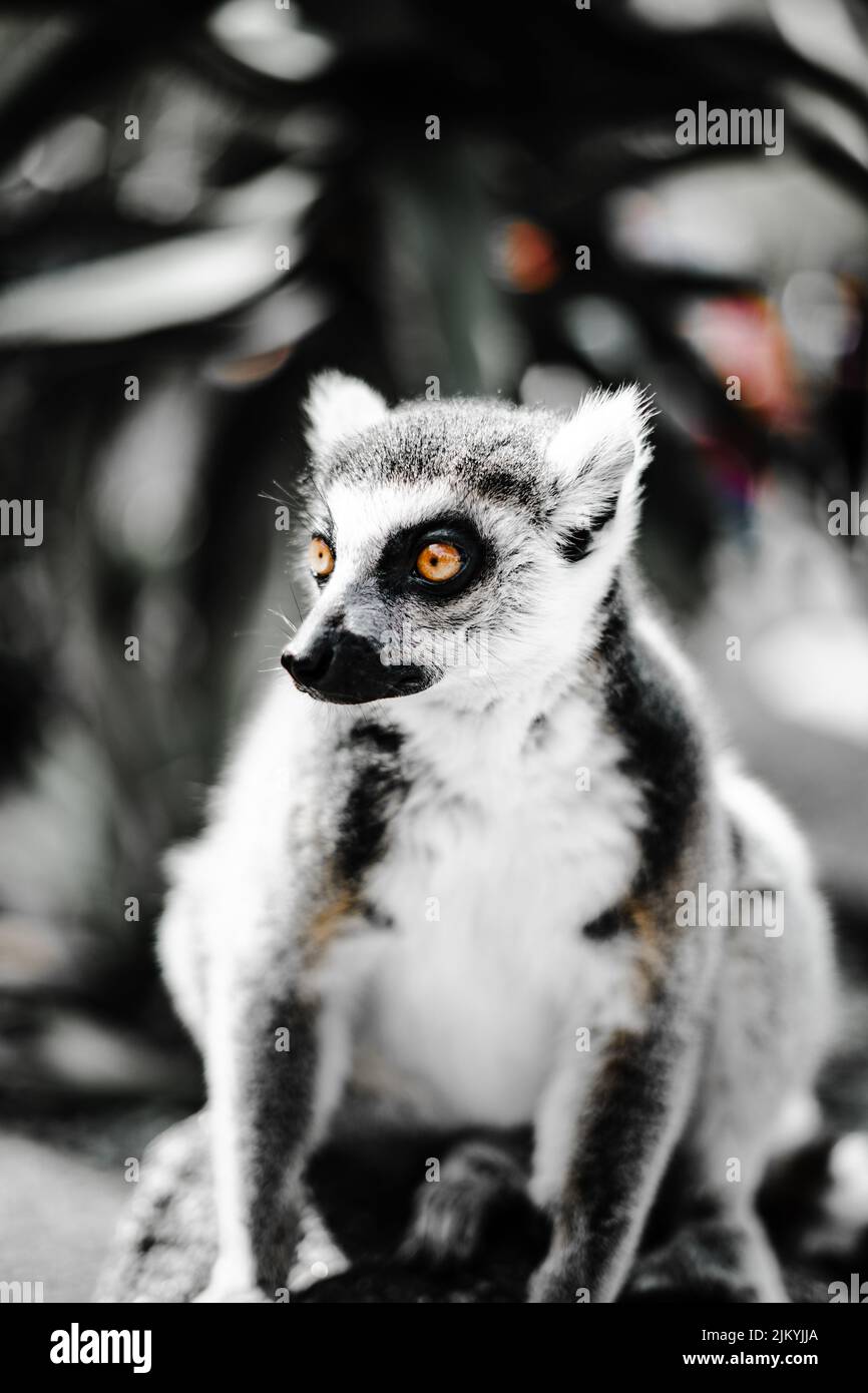 Eine graue vertikale Aufnahme eines Lemurs mit orangefarbenen Augen Stockfoto