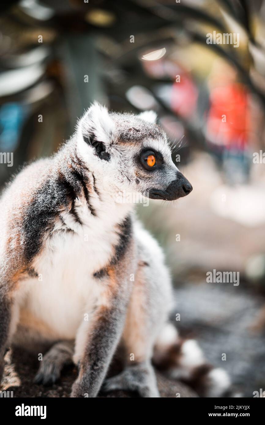 Eine vertikale Nahaufnahme eines Lemurs Stockfoto