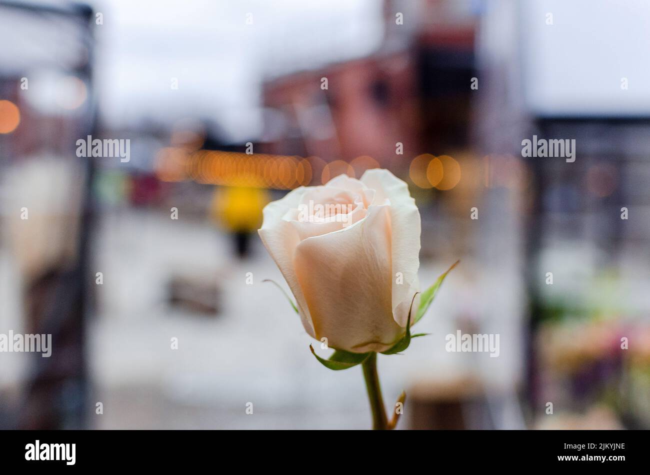 Nahaufnahme einer Rose auf unscharfem Hintergrund Stockfoto
