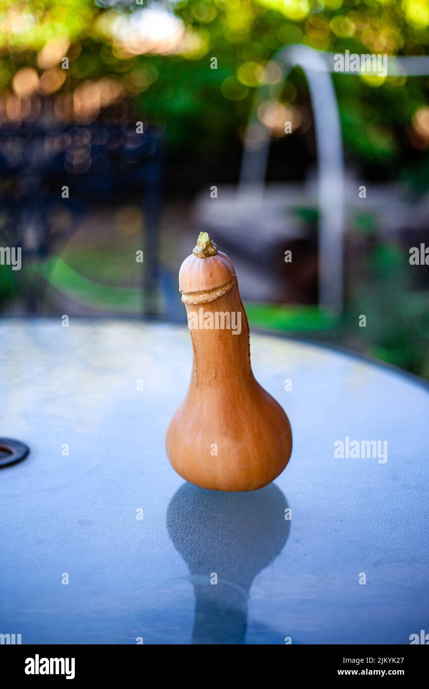 Eine vertikale Nahaufnahme von phallischem Butternusskürbis auf dem Tisch. Stockfoto