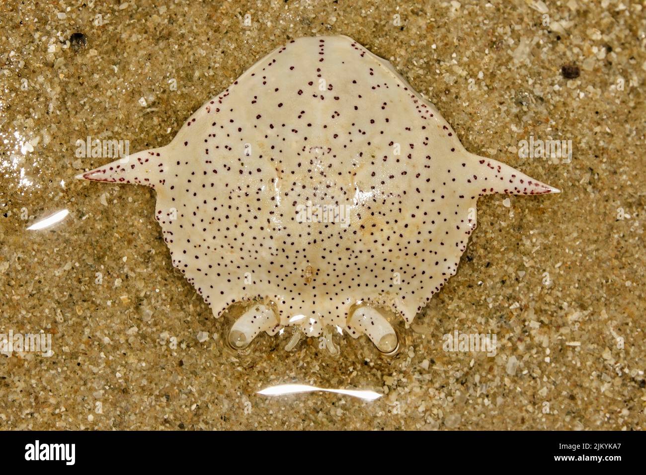 Ein Blick von oben auf die Unterwasserwelt Stockfoto