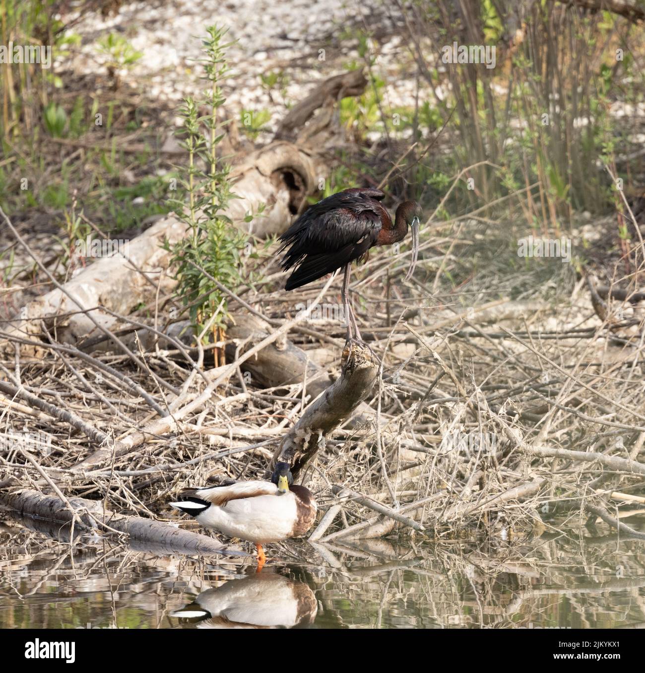 Der Hochglanz-Ibis, Plegadis falcinellus, ein Watvögel der Ibis-Familie Threskiornithidae auf einem Baumstamm in freier Wildbahn Stockfoto