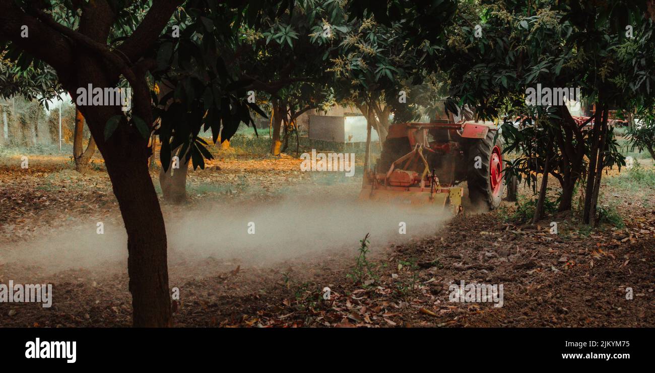 Traktor pflügt einen Hain in einer Farm Stockfoto