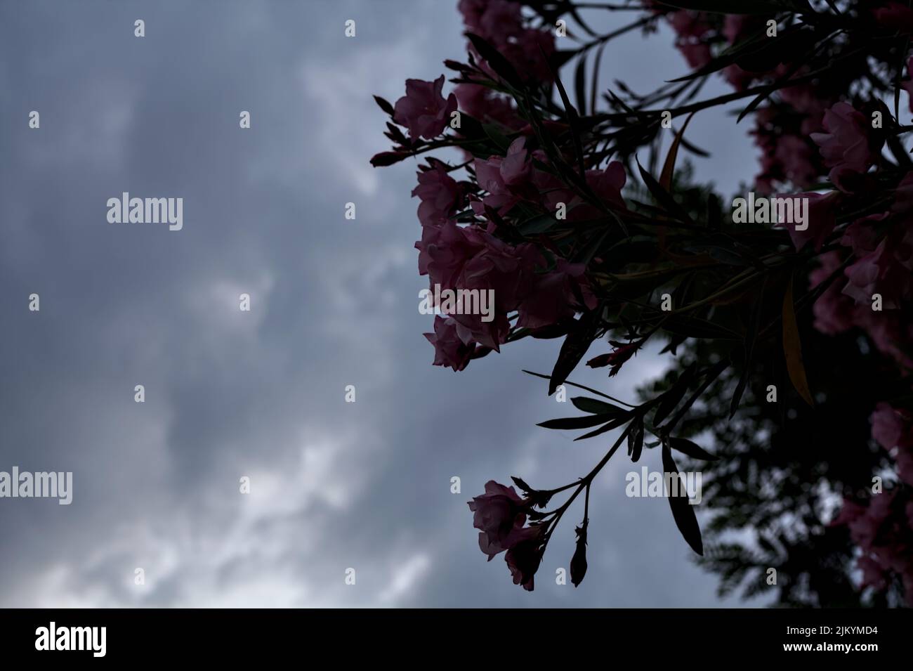 Rosafarbener Oleander in voller Blüte mit dem Sonnenuntergangshimmel als Hintergrund Stockfoto