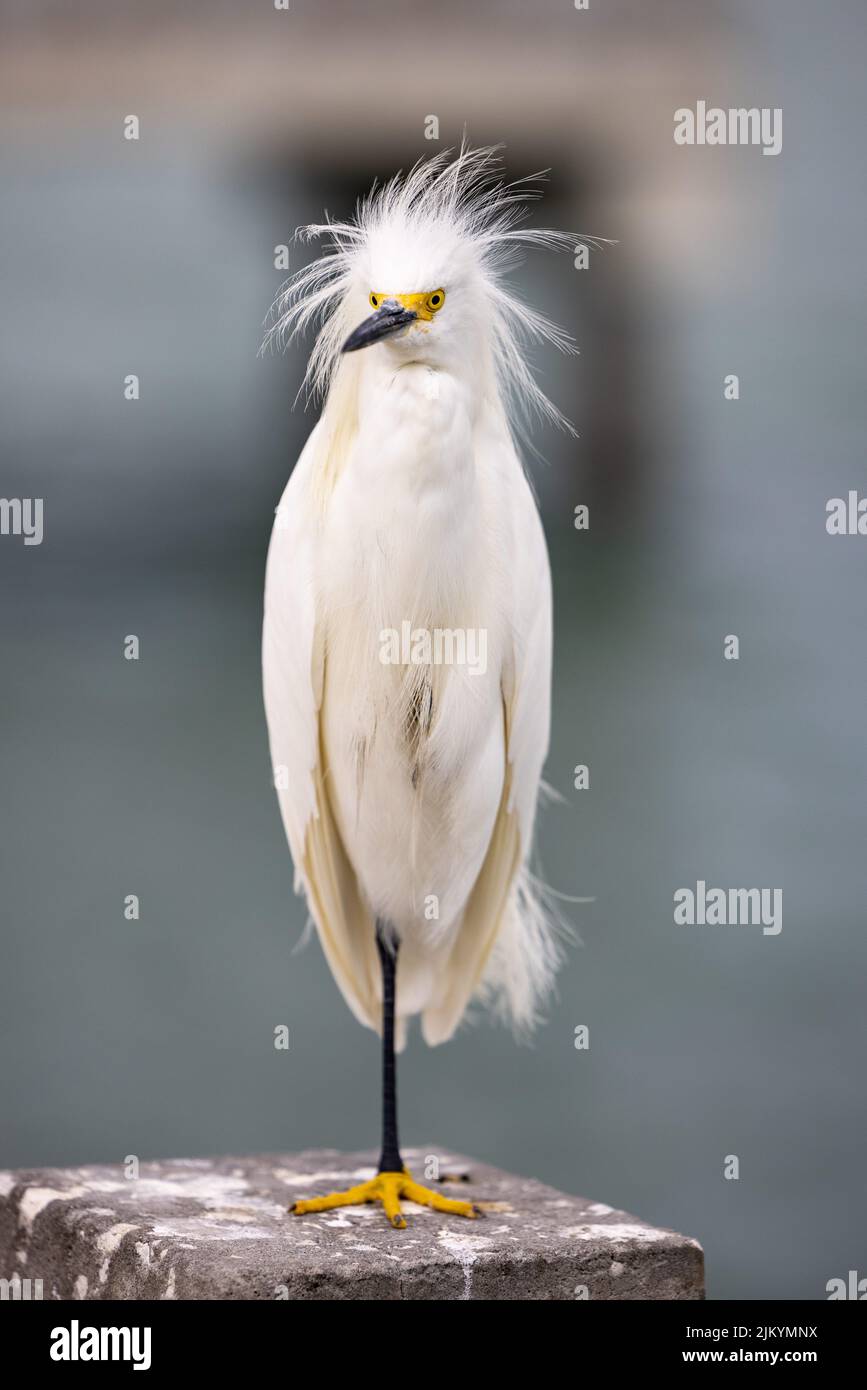 Eine Selektion eines verschneiten Reiher (Egretta thula) auf einem Stein Stockfoto