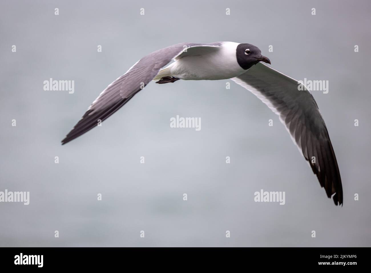 Eine Selektion einer Schwarzkopfmöwe (Chroicocephalus ridibundus) im Flug Stockfoto