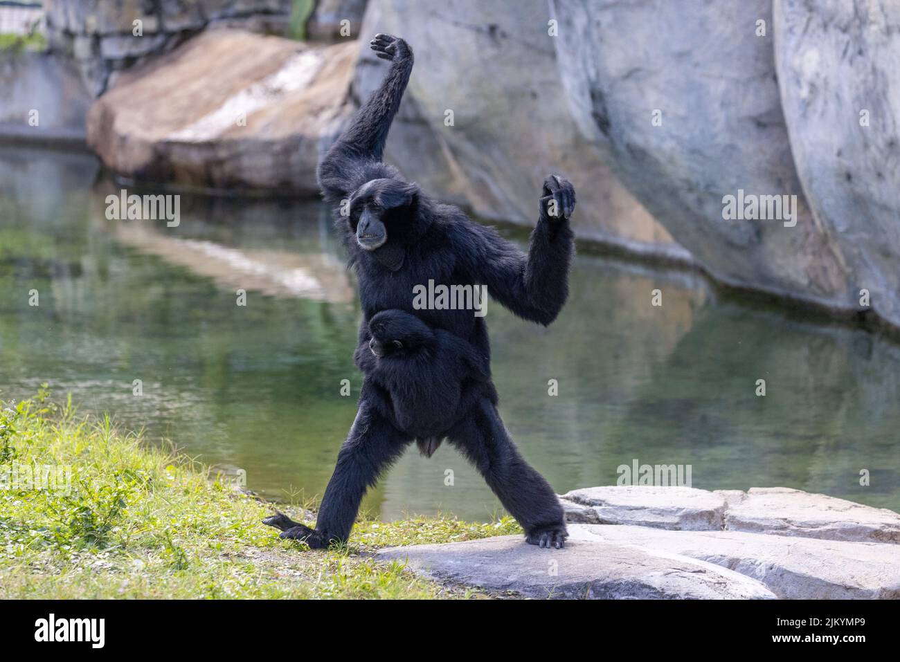 Eine Selektion eines Siamang (Symphonangus syndactylus) mit seinem Baby Stockfoto