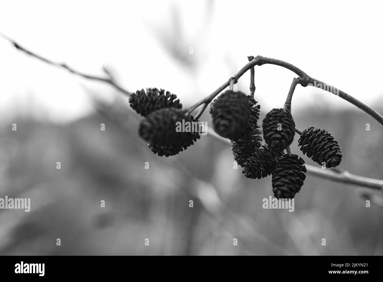 Eine Nahaufnahme von Mini-Kiefernzapfen auf einem Baumzweig in Graustufen Stockfoto
