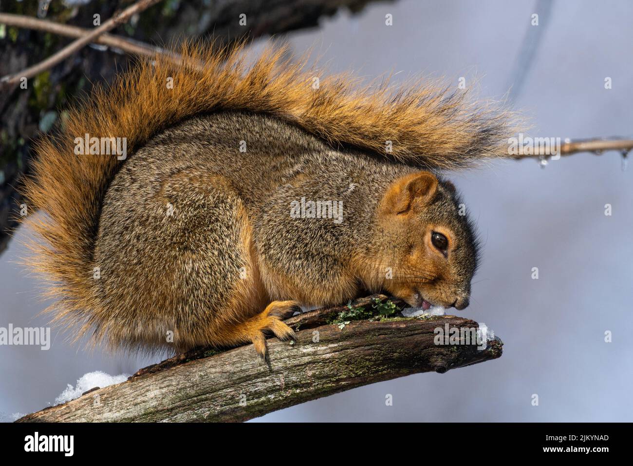 Eine Nahaufnahme eines niedlichen Eichhörnchens, das Schnee auf einem Baum frisst Stockfoto