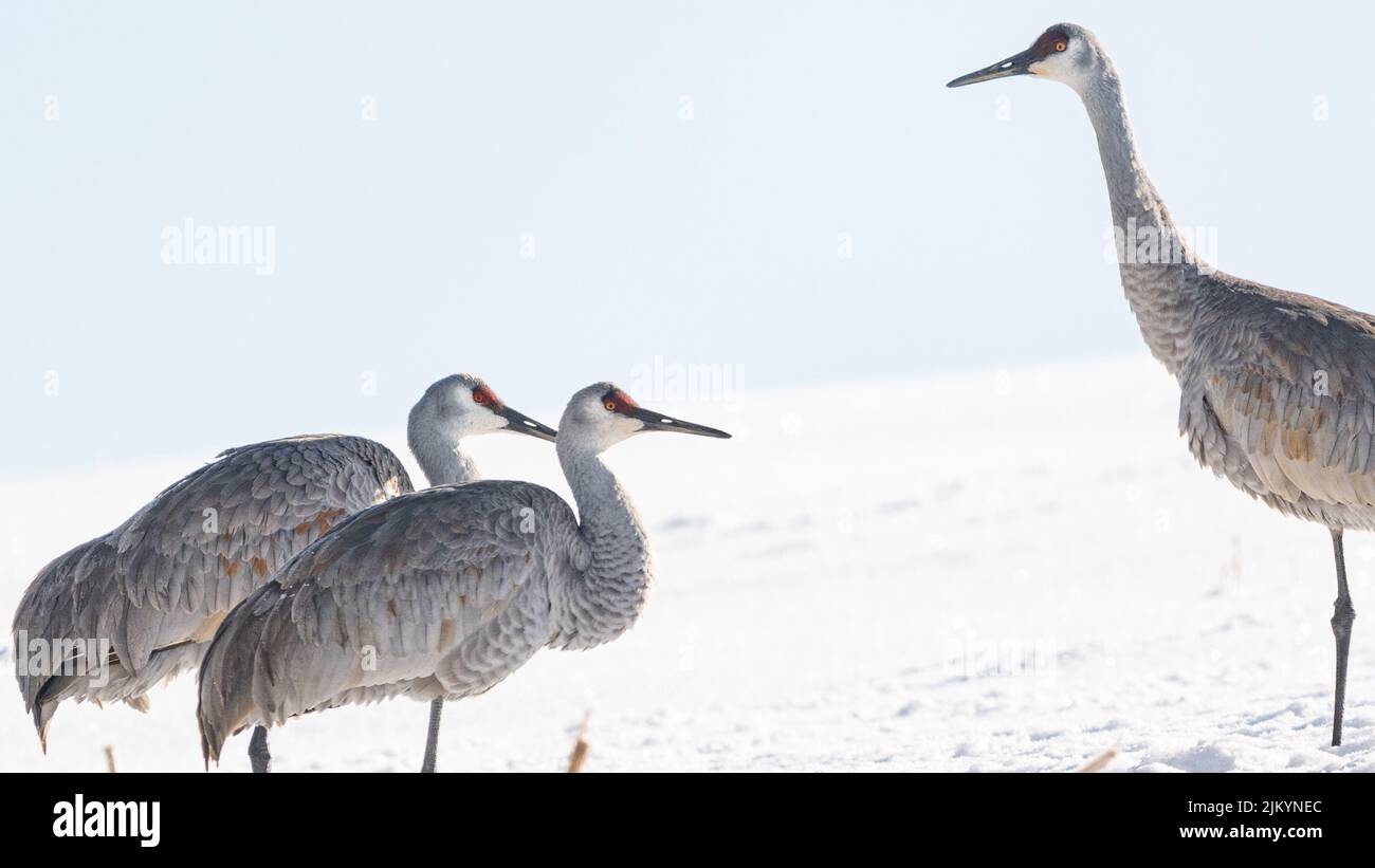 Ein Blick auf die schönen Sandhill Cranes in einem verschneiten Feld an einem sonnigen Tag Stockfoto