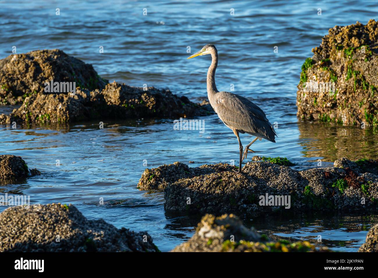 Great Blue Heron Angeln entlang der felsigen Küste von Oregon in der frühen Morgensonne Stockfoto