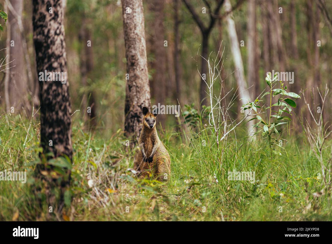 Ein Baby Känguru, das im grünen Wald steht Stockfoto
