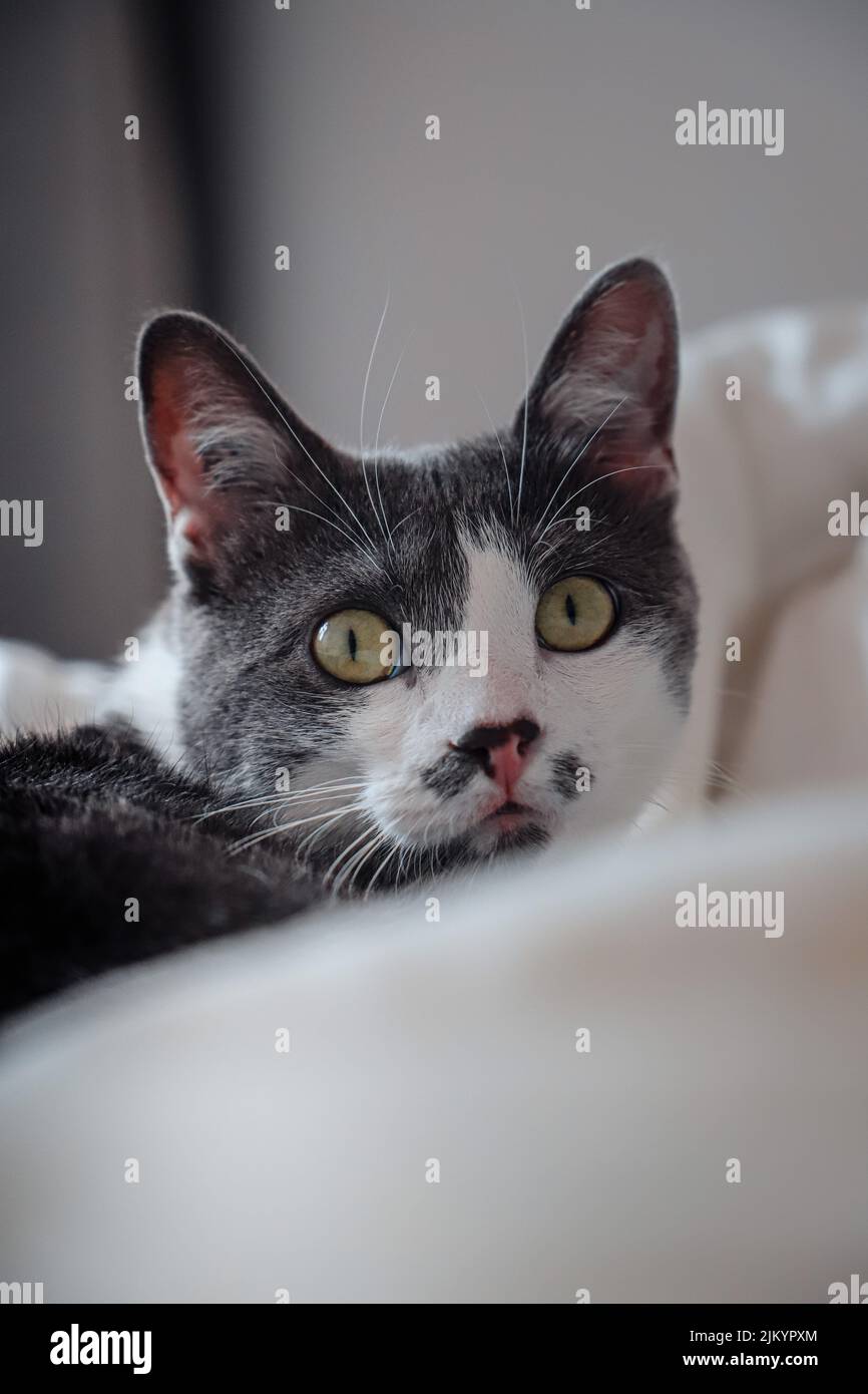 Eine vertikale Nahaufnahme eine entzückende gefleckte Katze mit grünen Augen Stockfoto