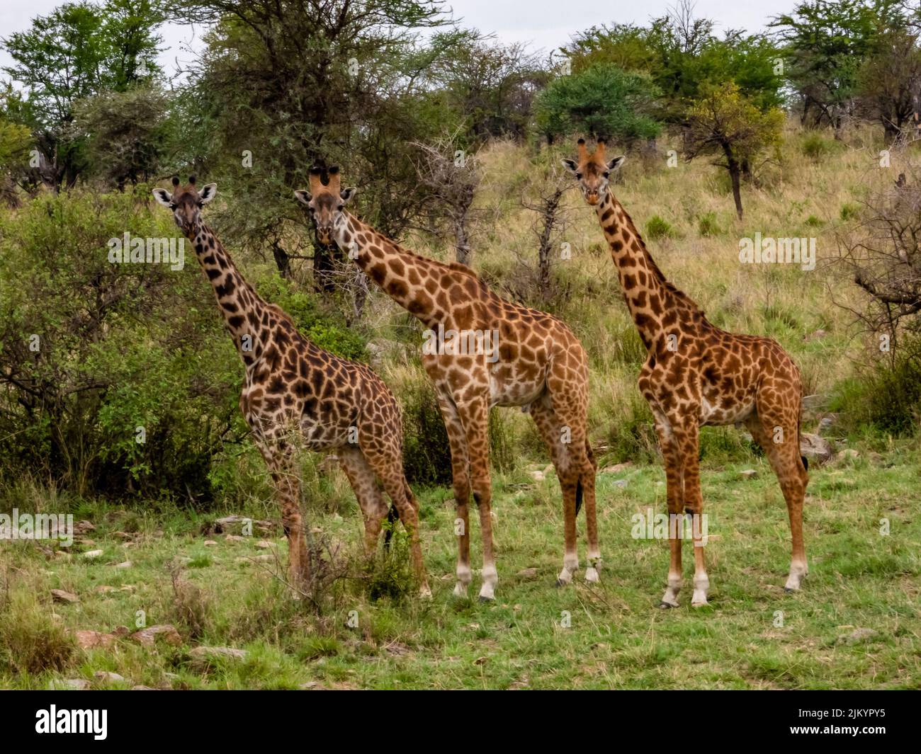 Eine Gruppe von Giraffen im Serengeti Nationalpark, Tansania Stockfoto