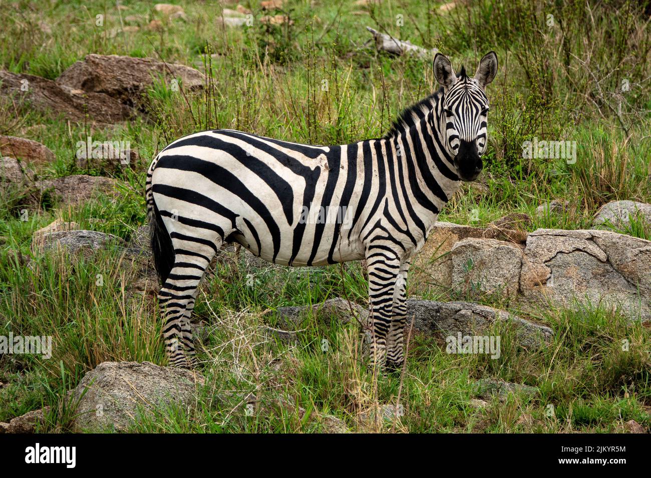 Ein schönes Zebra bei der Safari im Serengeti Nationalpark, Tansania Stockfoto